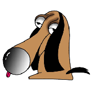 Beagle of big nose